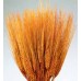 WHEAT Burnt Oak 30"- 